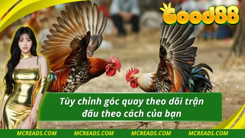 AOG đá gà hỗ trợ người chơi xem trực tiếp qua nhiều góc quay
