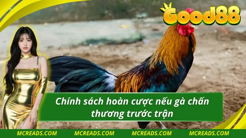 AOG đá gà có chính sách hoàn cược nếu gà chiến bị thương trước thi đấu