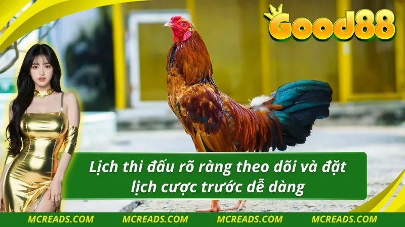 Cược AOG đá gà dề dàng theo dõi và cược thuận tiện